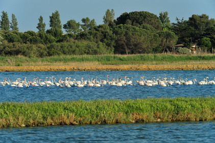 Flamants roses