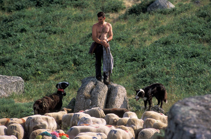 Transhumance en Cévennes