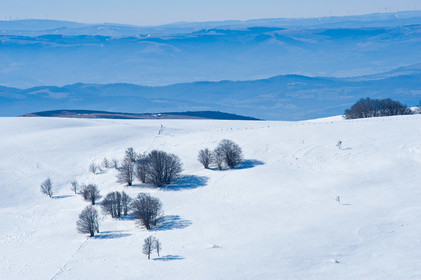 Aubrac