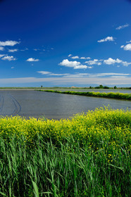Camargue
