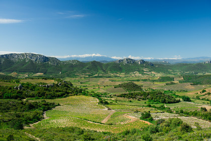 Vignoble du Roussillon