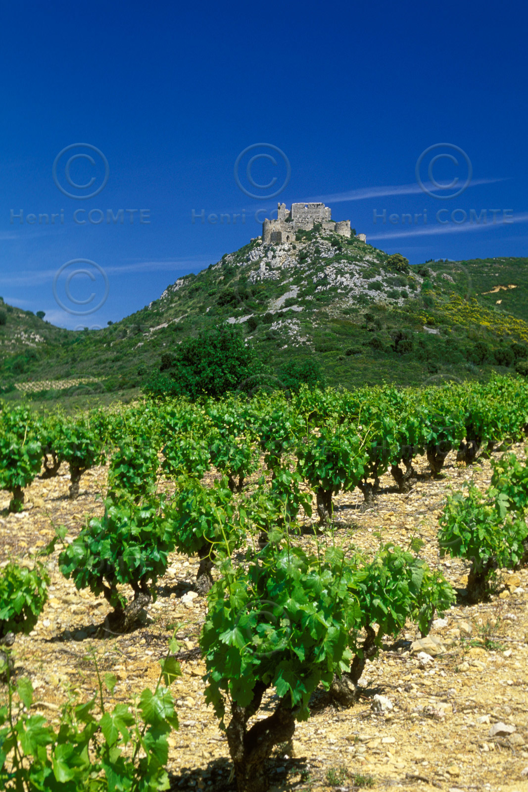 Vignoble des Corbieres