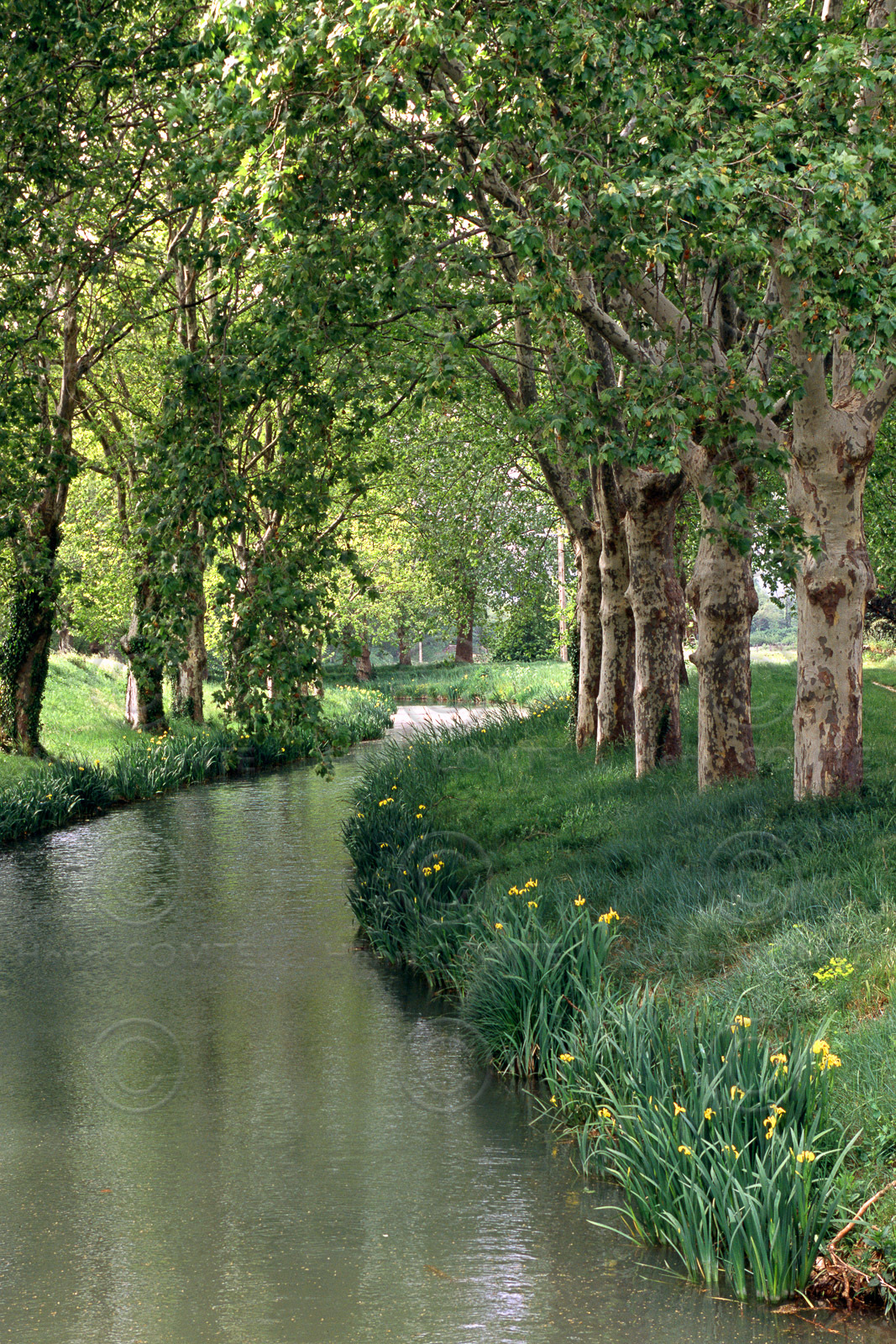 Le canal du Midi