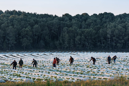 Champs de melons