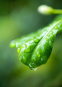 Goutte et feuille