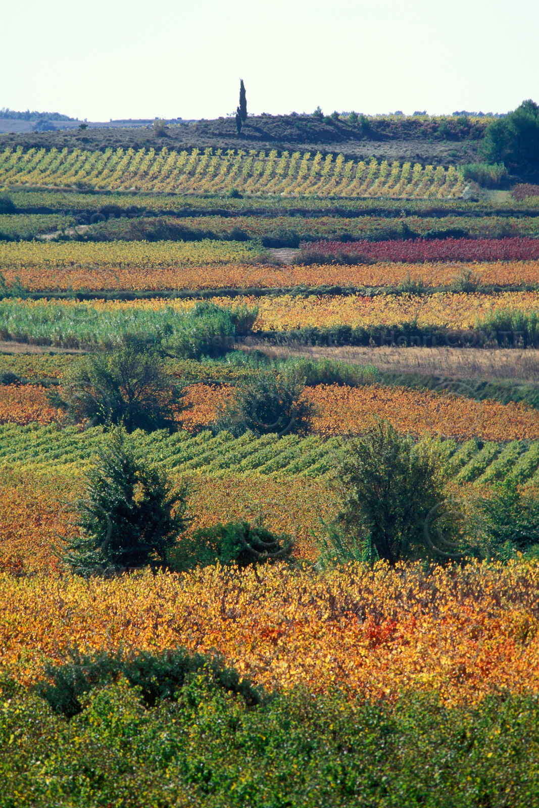 Vignes - Hérault