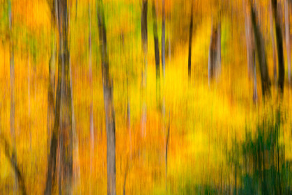 Foret à l'automne