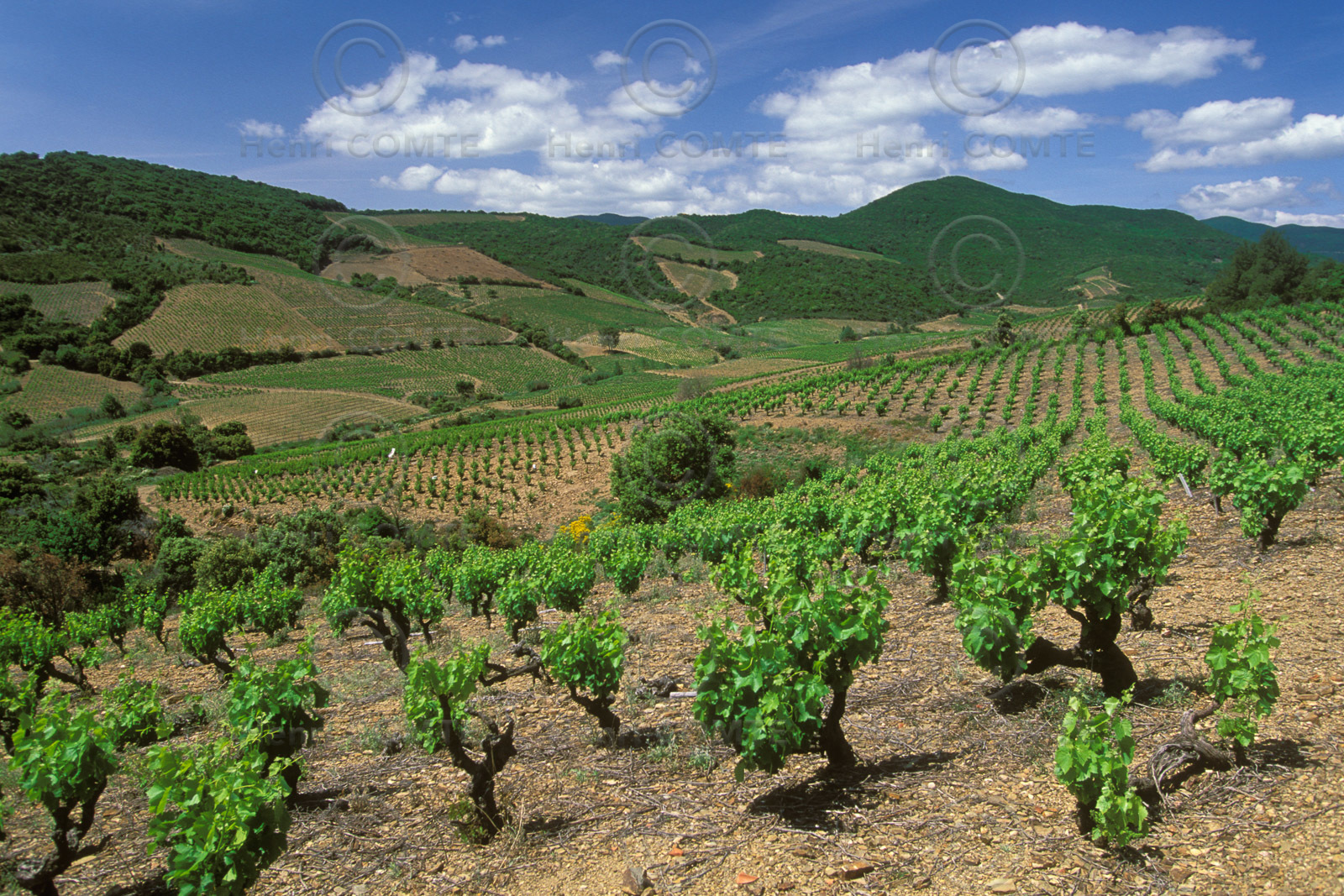 Vignoble Saint Chinian