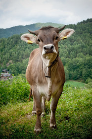 Vache