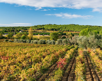 Vignoble Montagnac