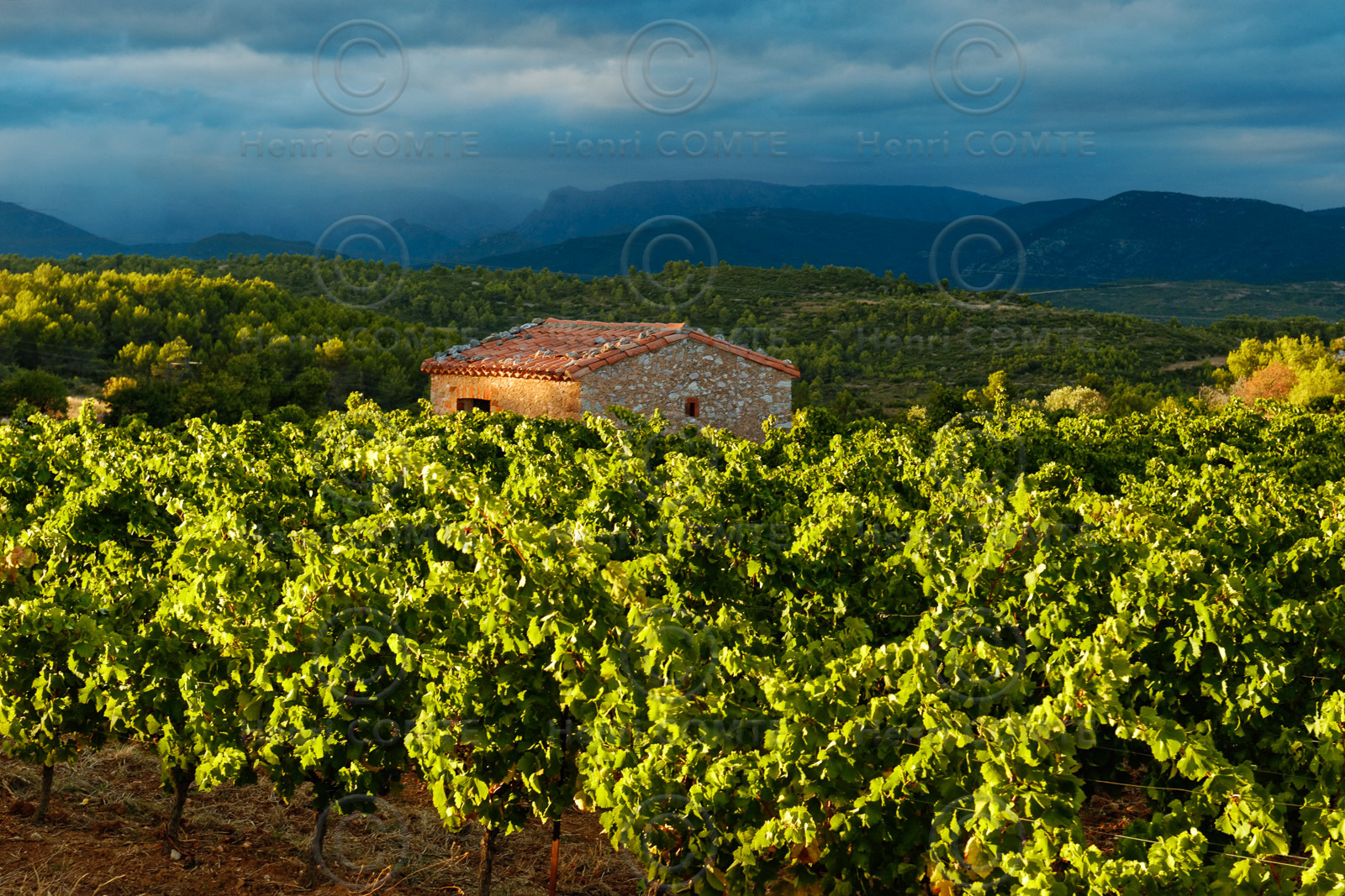 Vignoble Saint Chinian