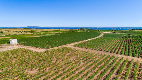 Vignes Pays de Thau