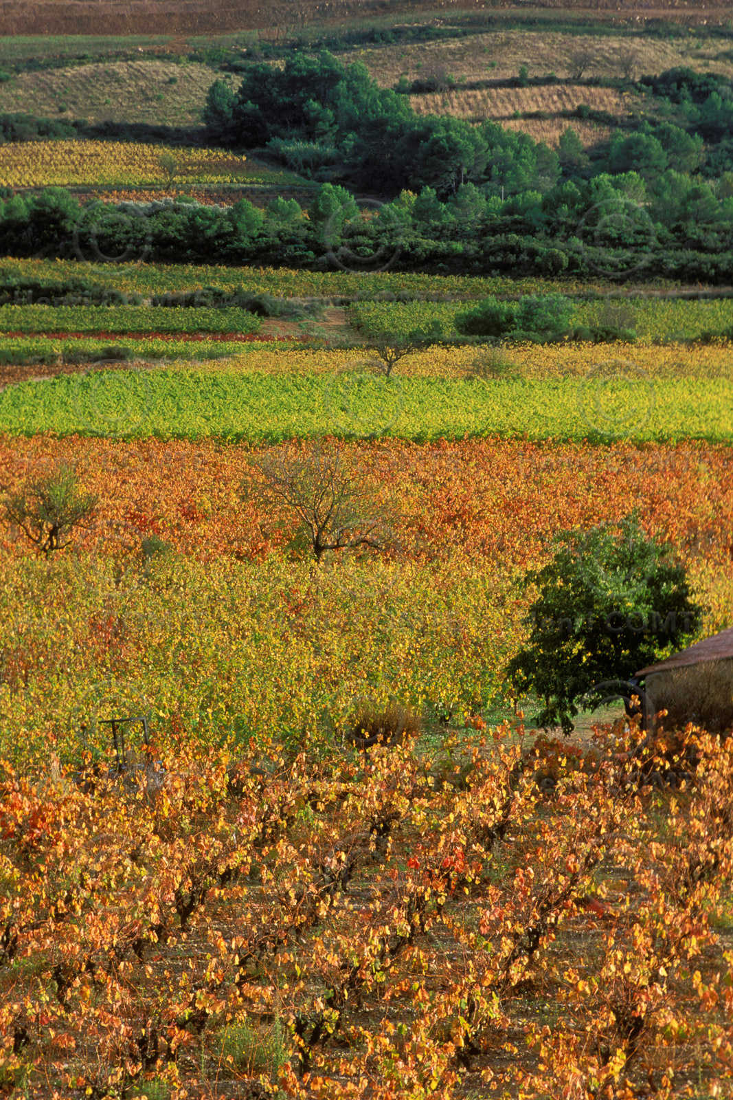 Vignoble Saint Chinian