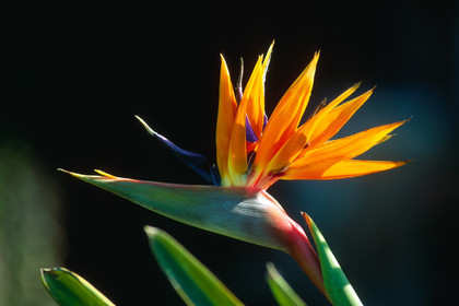 Oiseau du paradis