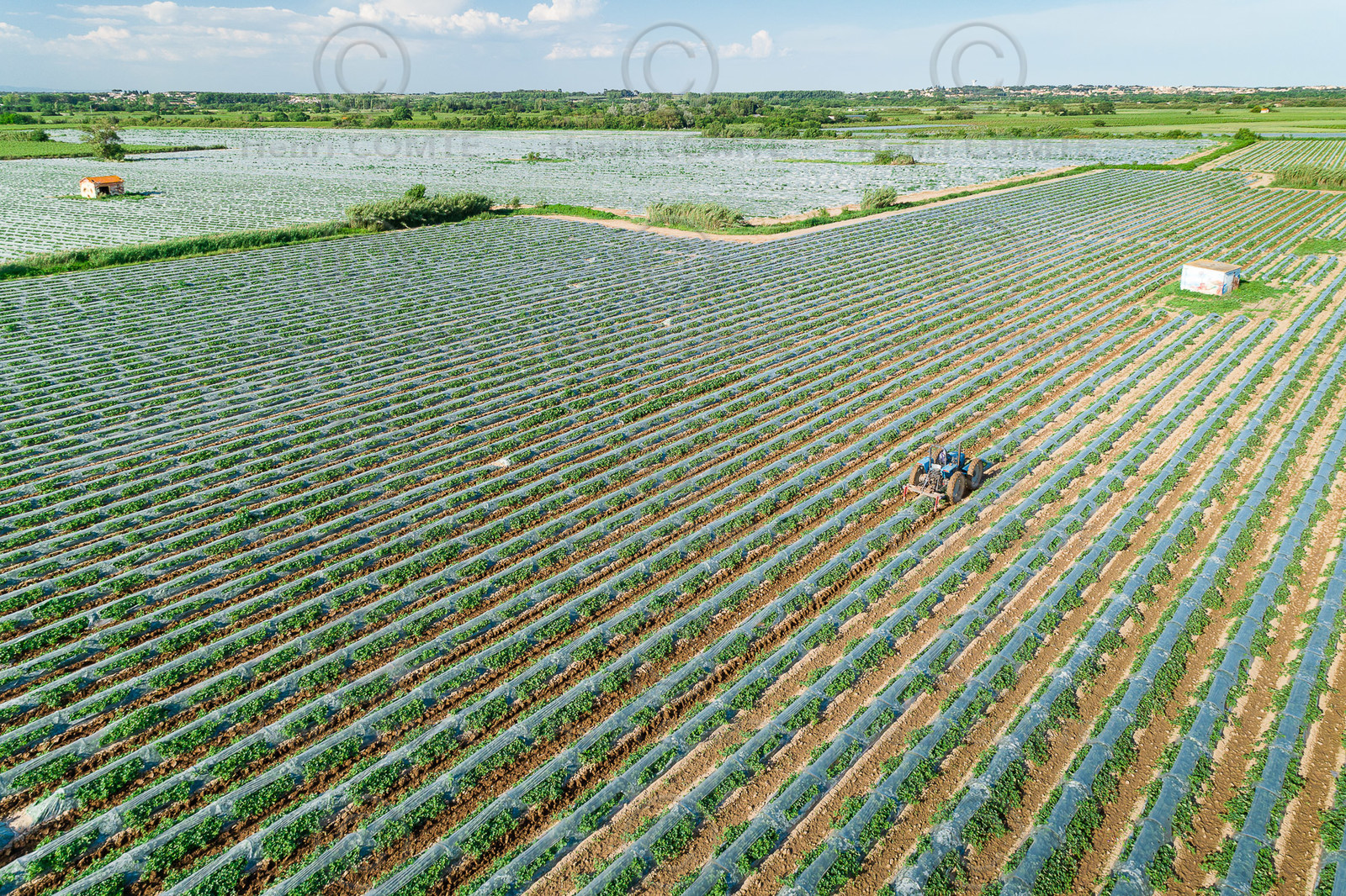 Champs de melons