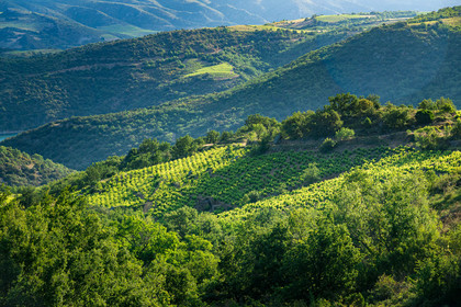 Côtes du Roussillon