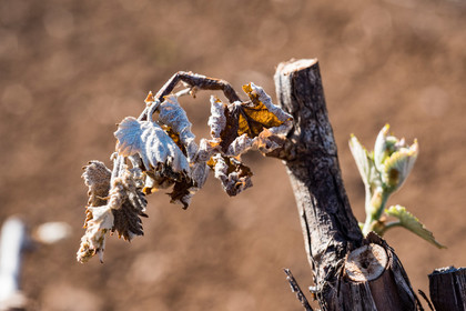 Gel et vignes