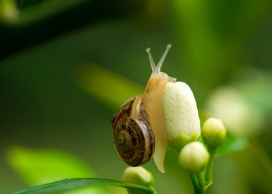 Escargot