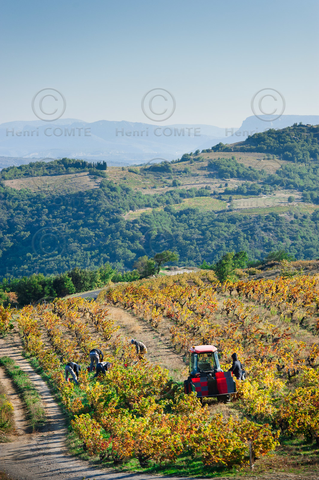 Vendanges Roussillon