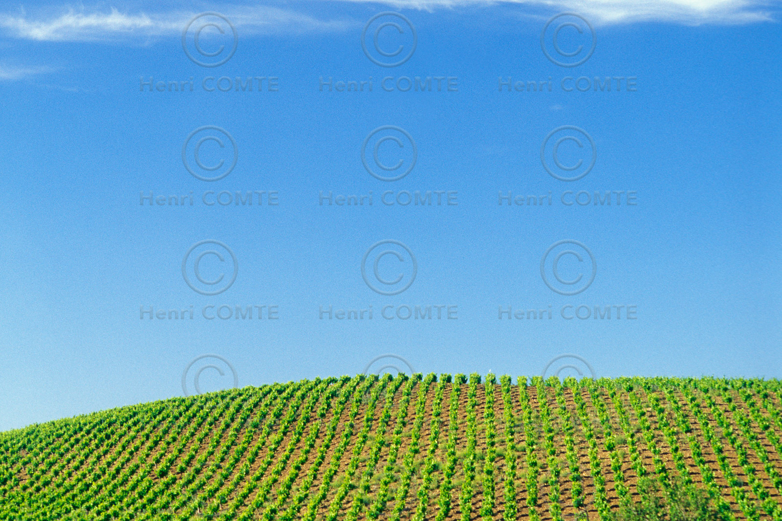 Vignoble de Faugeres