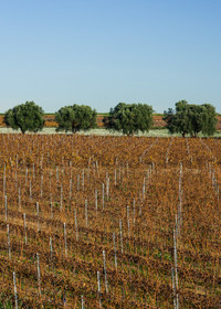 Vignes et Oliviers