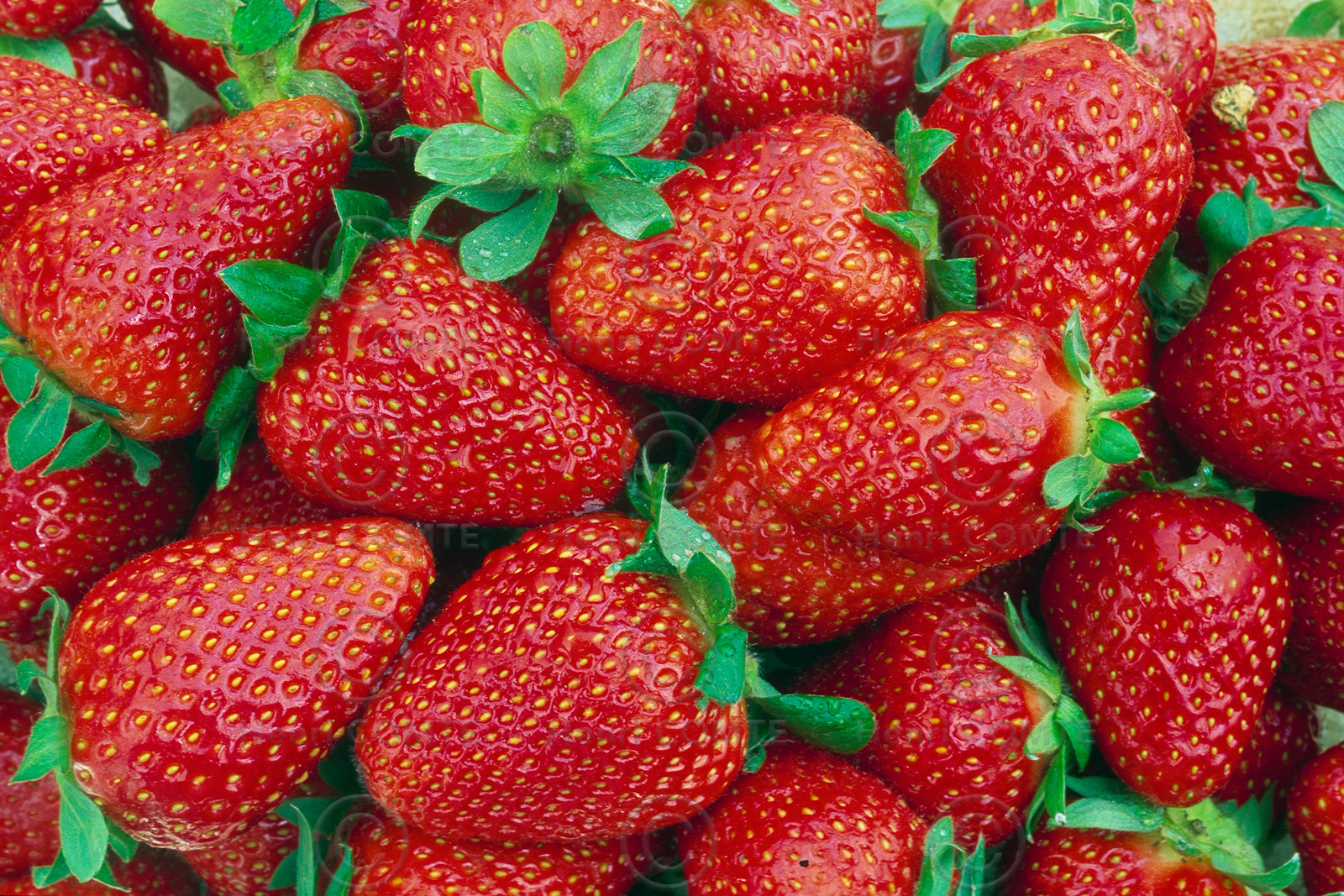 Fraises