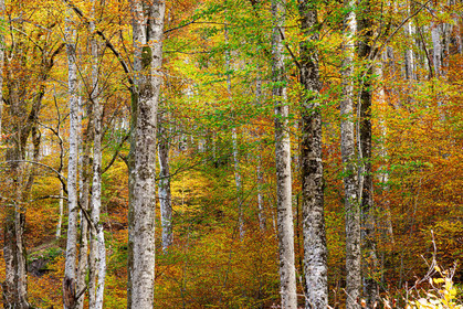 Foret à l'automne