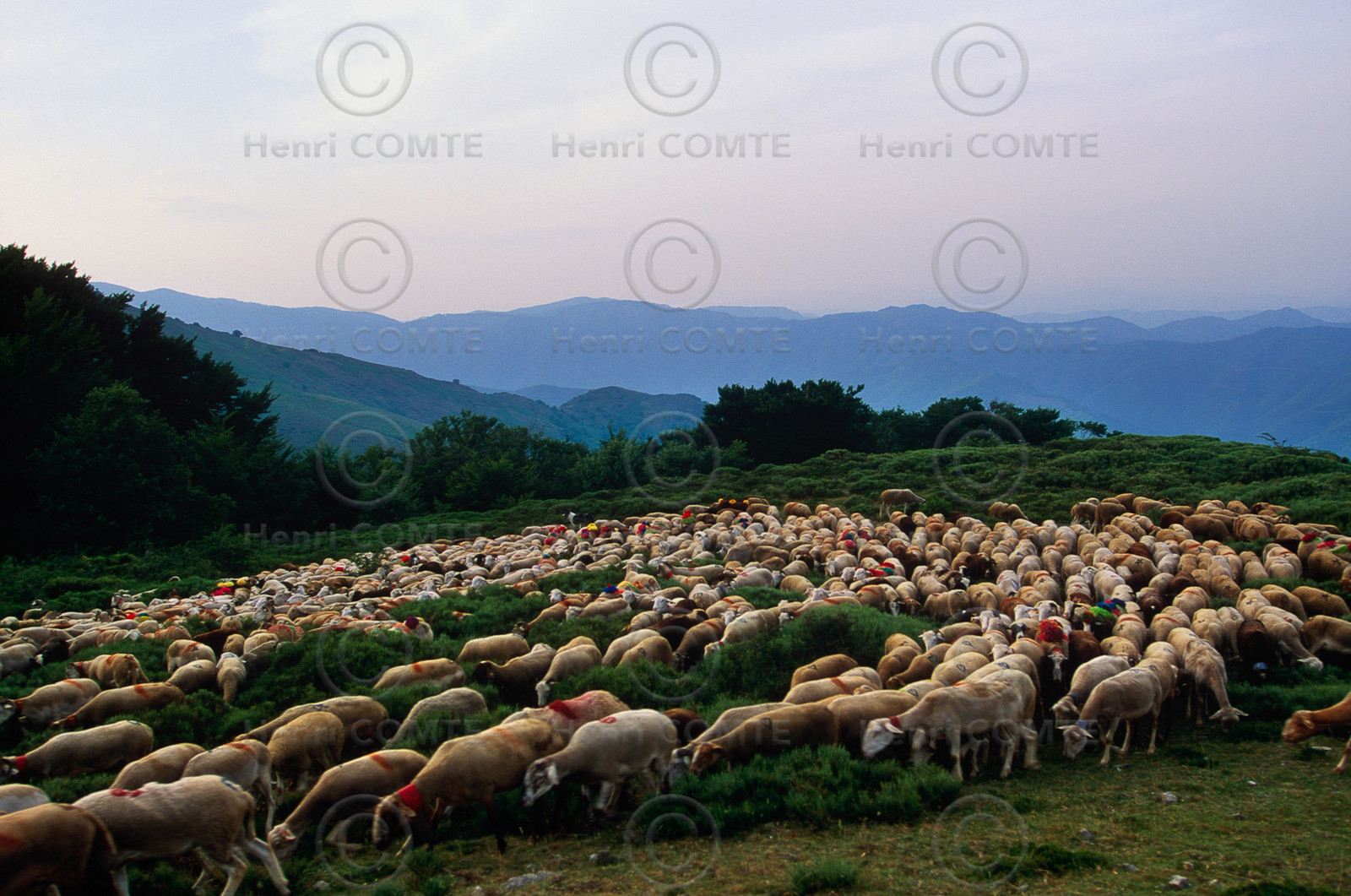 Transhumance en Cévennes