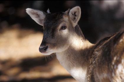 Jeune cerf