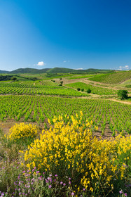Vignoble de Faugères