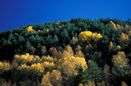 Forêt Pyrénées
