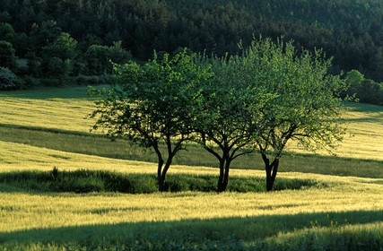 Champ de blé