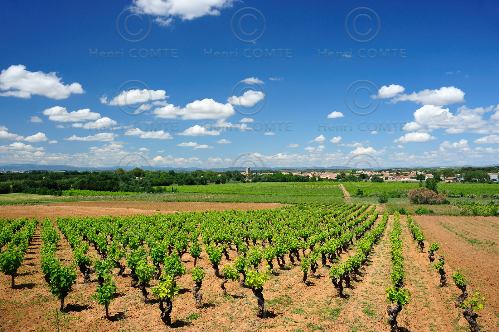 Vignoble de Pinet