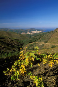 Vignoble du Roussillon