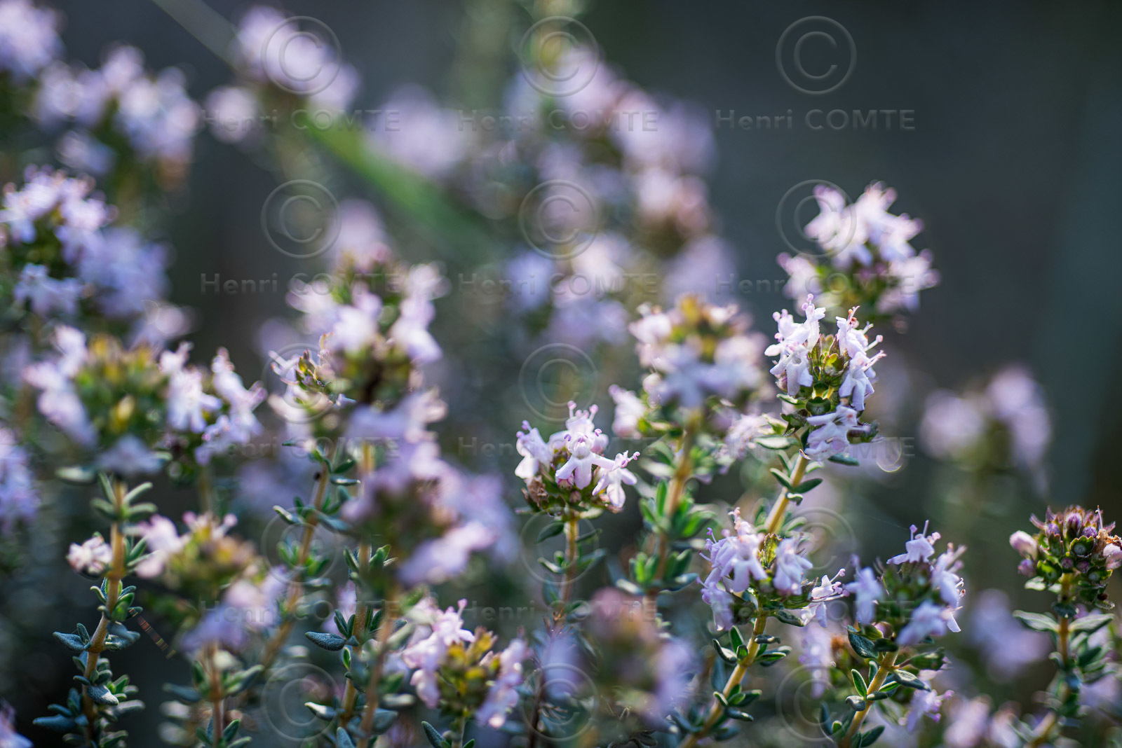 Fleurs de thym