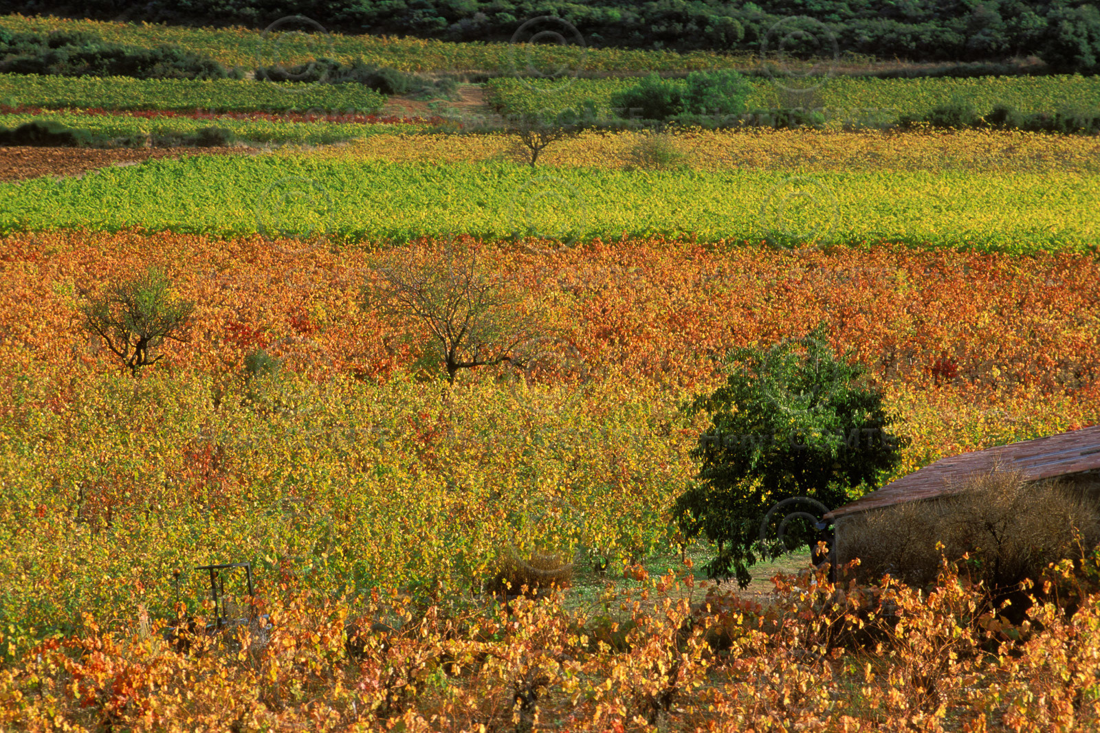 Vignoble Saint Chinian