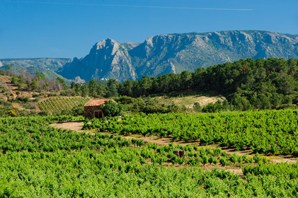 Vignoble Saint Chinian