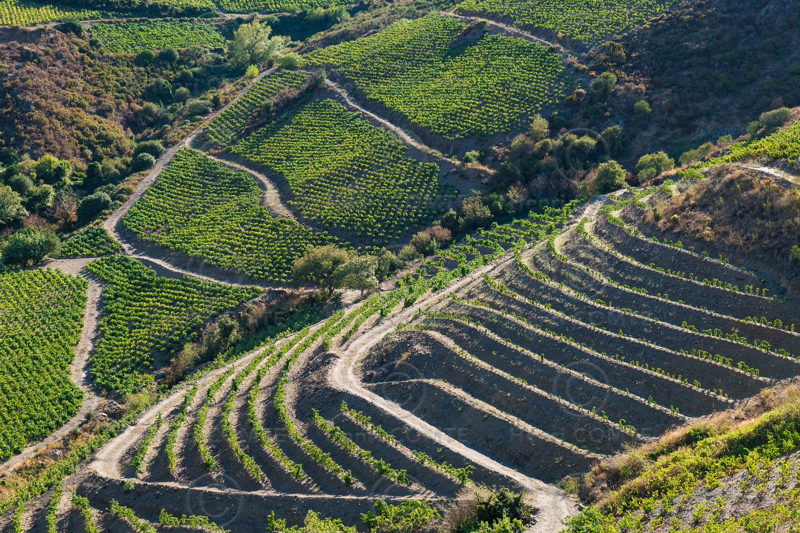 Vignoble Collioure  Banyuls