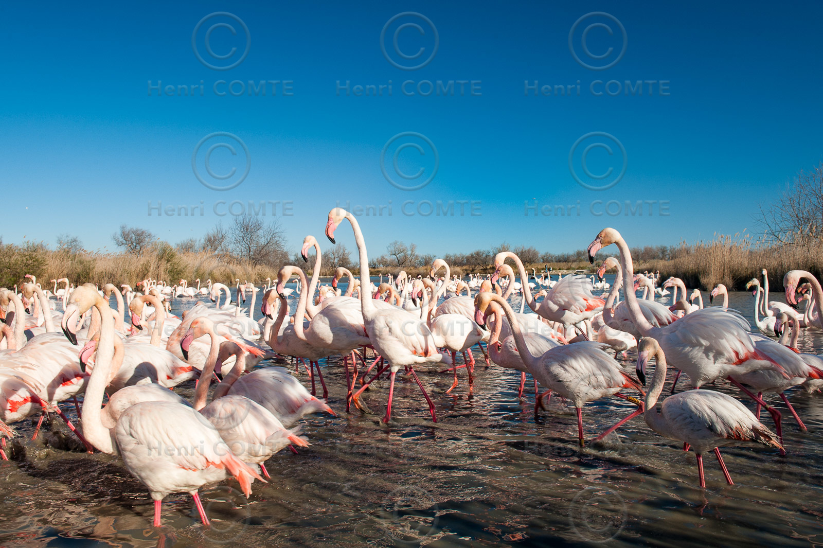 Flamants roses