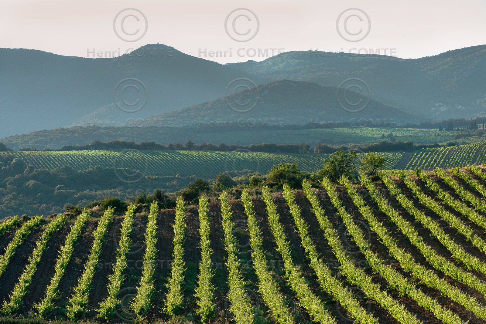 Vignoble de Faugeres