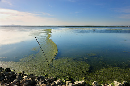 Etang et filets