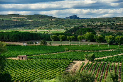 Vignes Hérault