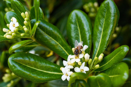 Abeille noire