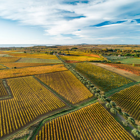 Vignes Automne