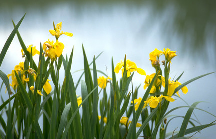 Iris