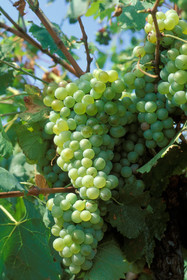 Grappe de raisins
