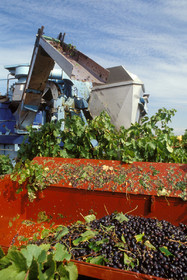 Vendanges