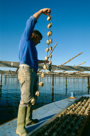 Ostreiculture