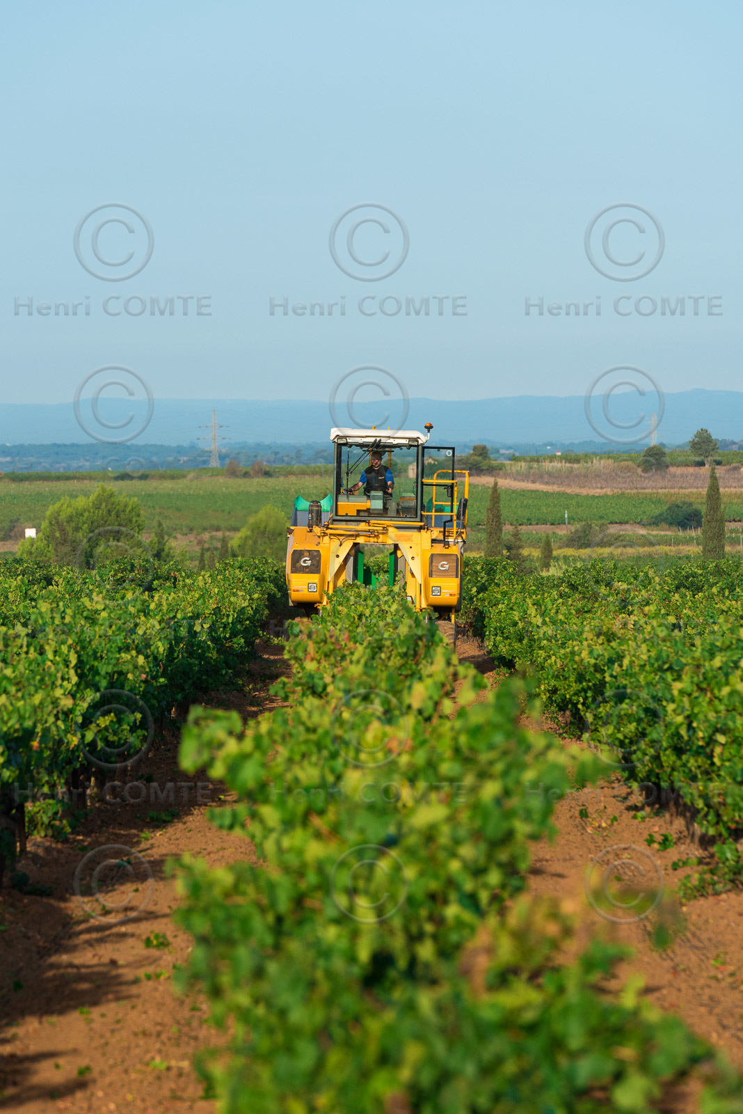Vendange à la machine