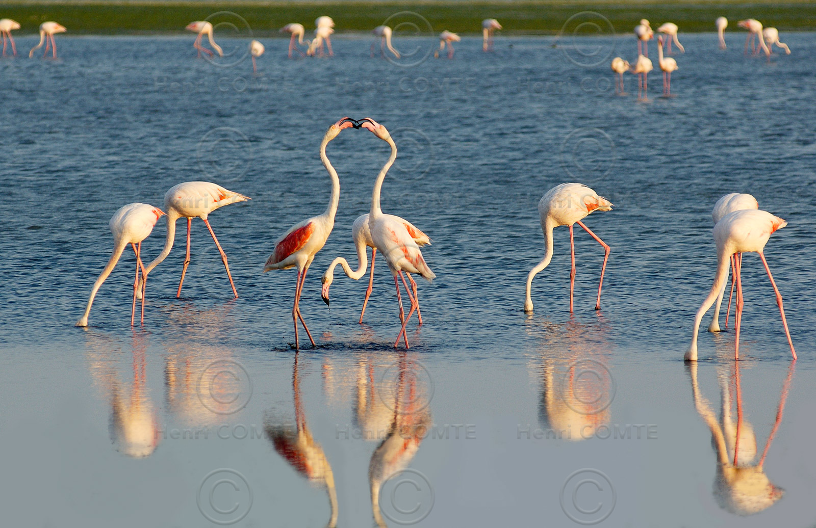 Flamants roses